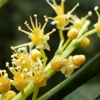 Agrostistachys borneensis Becc.
